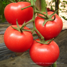Sementes de tomate híbrido HT23 Souji f1 com alto rendimento, adequado para efeito estufa